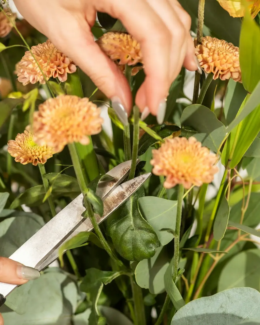Hands cutting the stems of orange zinnias and eucalyptus with shears