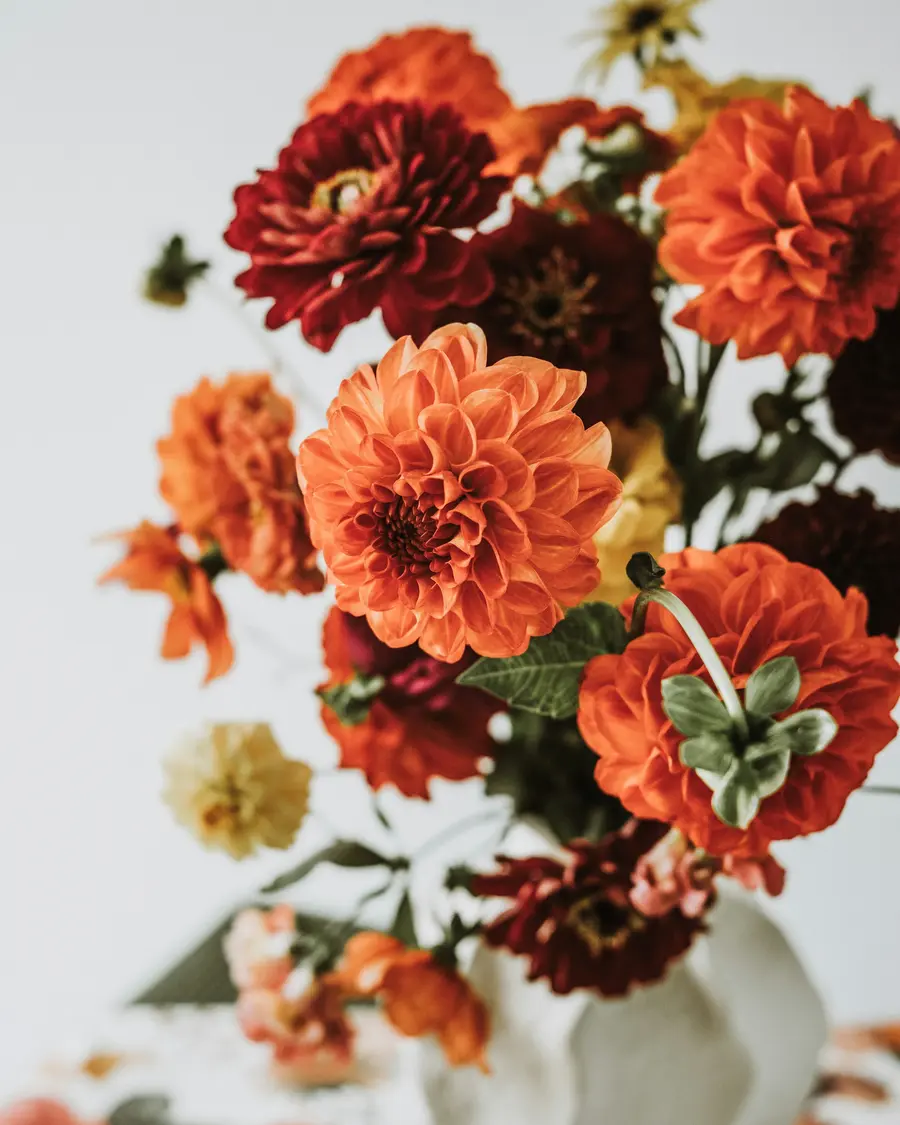 Orange and red dahlias with zinnias in a white vase