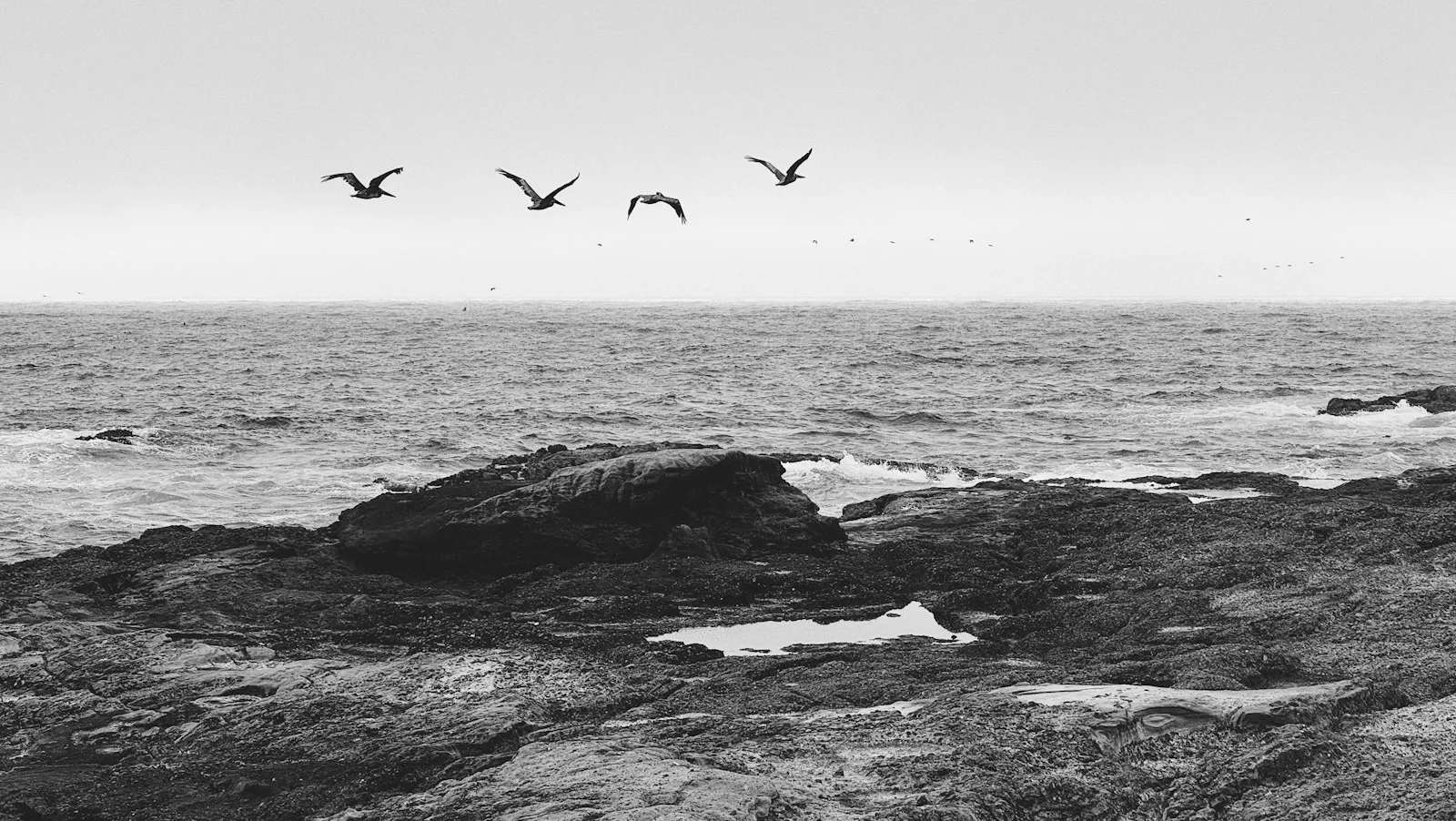 Four gulls flying low over a rough sea breaking on flat black rocks.