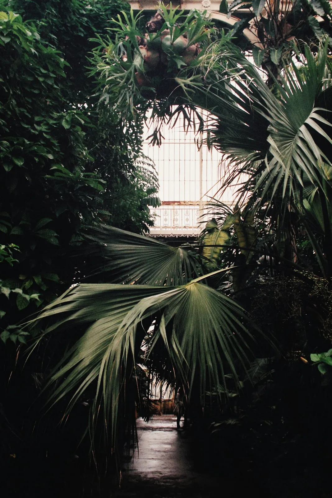 Tall palms and ferns crowding the humid interior of a Victorian glasshouse.