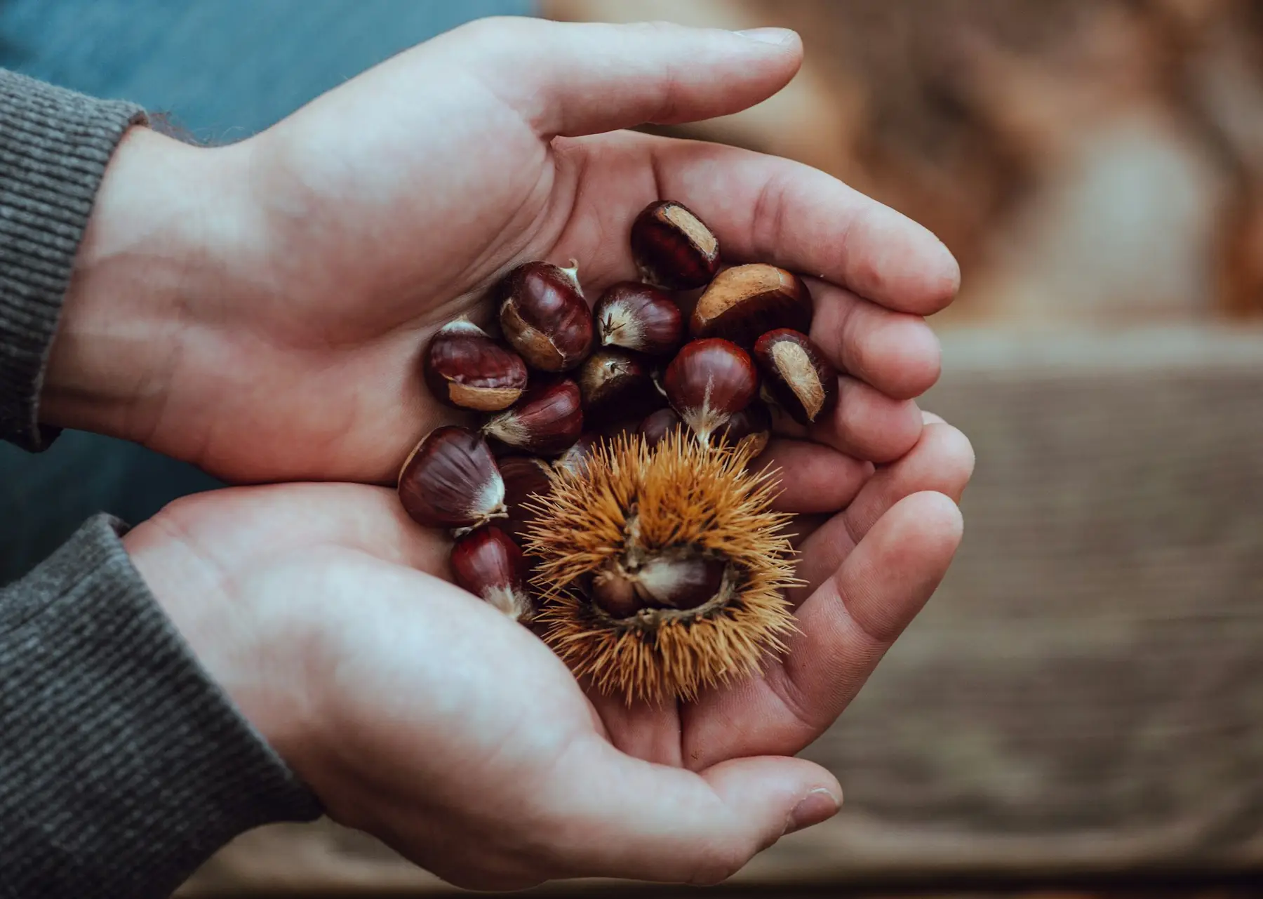 Two cupped hands holding a mix of brown and red dried beans